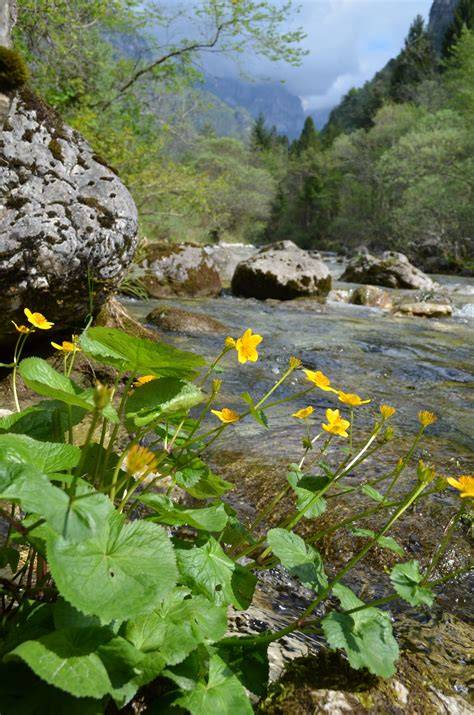 biodiversita parco frasassi geng