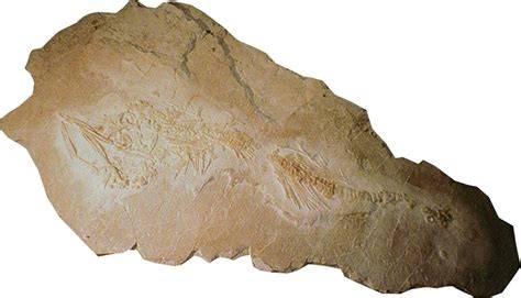 fossile ittiosauro museo speleo paleontologico