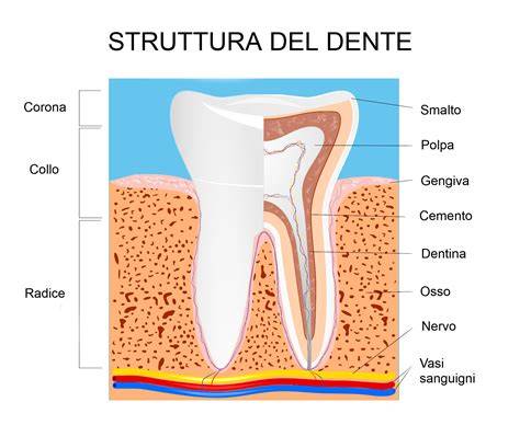 Grafico strutturale dello smalto dentale (descrizione visiva)