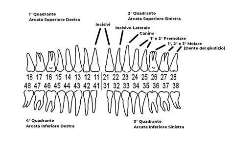 cascina-sistema-dentale-schema