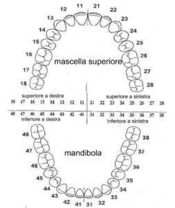 Schema delle arcate dentali e dei quadranti