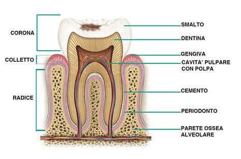 grafico anatomia dentale e massiccio