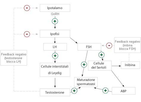 relazioni testicoli testosterone studi emory