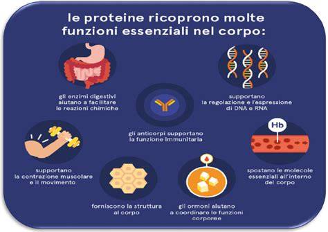 funzioni testicoli proteine balene dimensioni