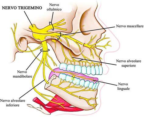 illustrazione anatomia nervo alveolare inferiore