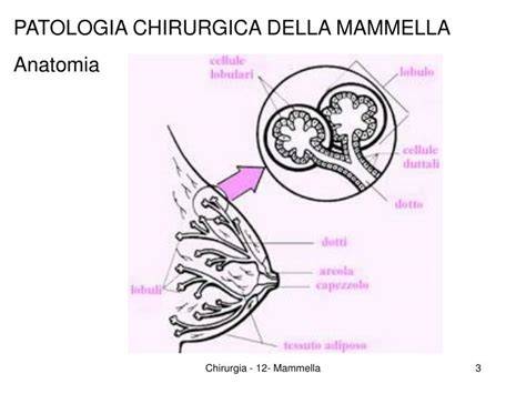 Grafico anatomia mammella e ptosi