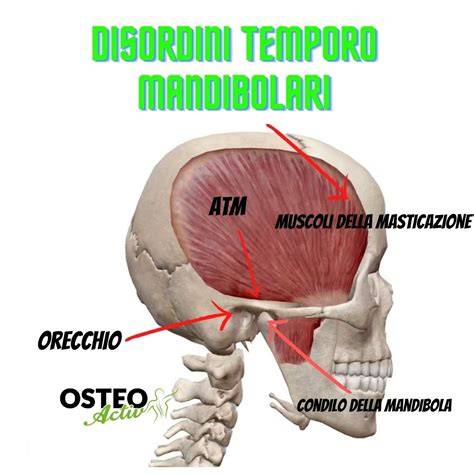 mappa delle relazioni mandibolari e ATM