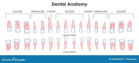 schema dell’offerta odontoiatrica