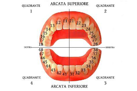 schema di posizionamento dentale ISO/FDI (denti e numeri)