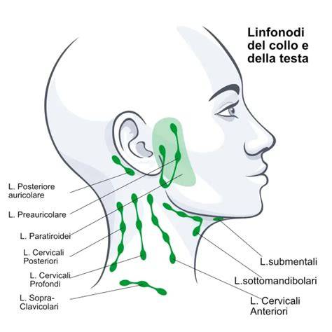 grafico linfonodi e infezioni dentali (infografica spiegando i linfonodi e collegamento alla bocca)