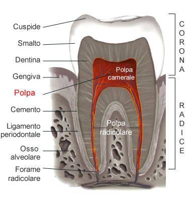 Schema anatomico della polpa dentale e canali radicolari