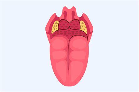 schematiche anatomiche cavo orale