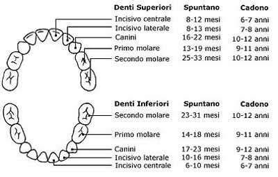 schema dentizione decidua e permanente